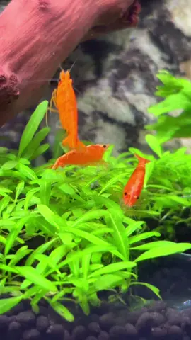 🦐🦐🦐                                          #shrimptok #shrimp #neocaridina #candyland #candylandtobu 