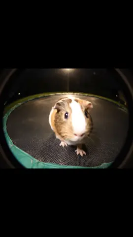 cuties guine pigs on trampoline as bodybuilder #guineapigstrampoline #animals #guineapigs #creatorsearchinsights
