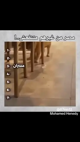 😂😂😂😂 ايه ياعسران #مواقف_مضحكة #قطط #مصر #اكسبلور #viral 