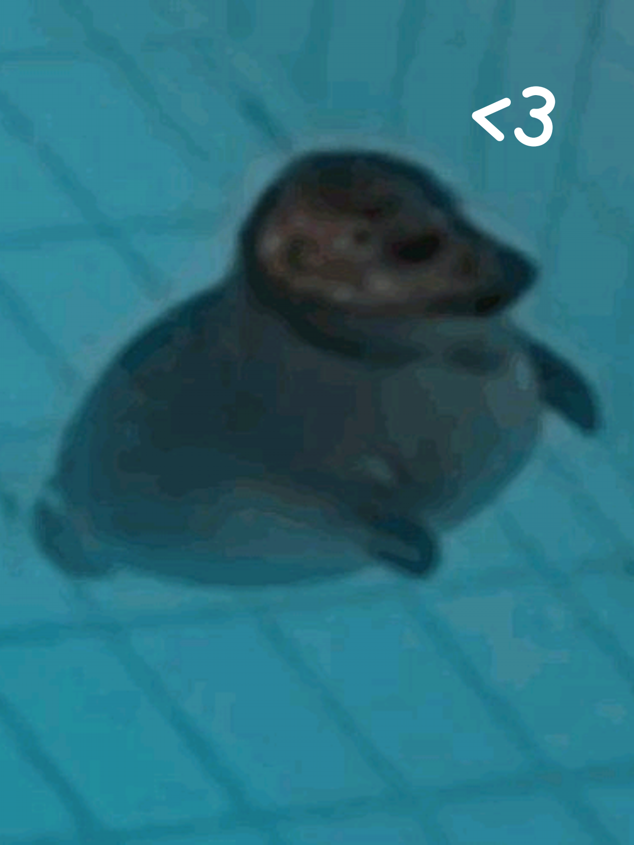 Seal core. #seal #sealcore #cute #funny #viral #trending #fyp #me #xyzbca 