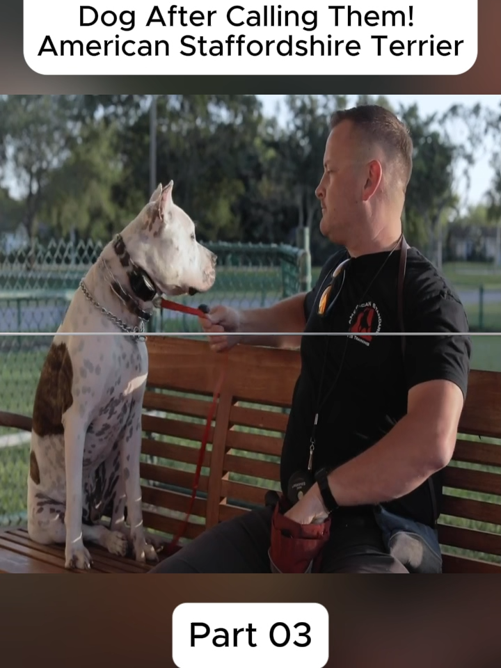 #dog #DogTraining #trainer #DIY #training #gsd