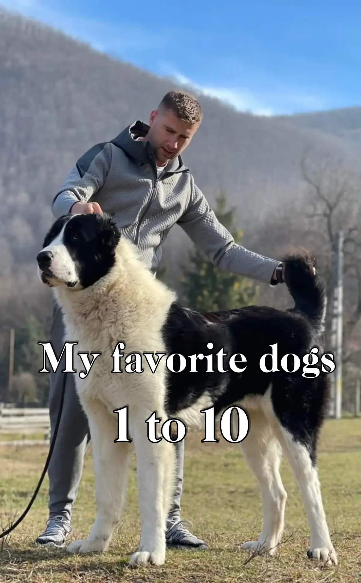 My favorite dog list 💥 #breeds #dogsoftiktok #xyzbca #fypchallenge #myanmarcreator 