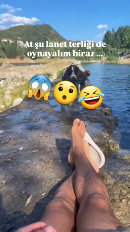 Köpek der geçerler ama derdini neguzel anlatıyor. Anlamayan varmı? 😉 #akıllıköpek #köpekleriseviyorum #köpekvideoları  #köpek 
