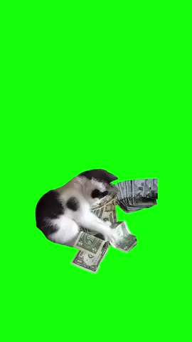 greenscren meme kucing ngitung duit #memekucing #kucing #greenscreen 