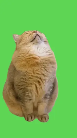 greenscren meme kucing tidur #greenscreen #kucing #memekucing 