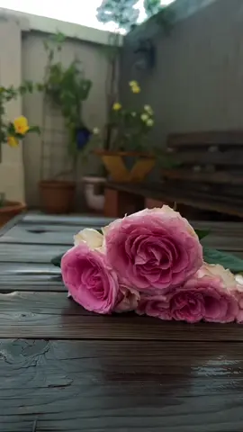 طبتم من الفقد آمنين ثم مروا ع أحبابكم قبل ألا تجدوهم أسعدوهم قبل أن يخطف الموت صورهم وأصواتهم 🕊️