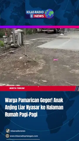 #kilasradiopriangan #beritaciamis #berita |Warga Desa Kertahayu, Kecamatan Pamarican, Kabupaten Ciamis, dibuat panik dengan kemunculan seekor hewan liar di lingkungan rumah salah satu warga, pada hari Rabu 13 Agustus 2025 pagi. Peristiwa itu terjadi sekitar pukul 06.30 WIB saat pemilik rumah, Gea (38), hendak menuju gudang miliknya. Sesampainya di halaman, Gea dikejutkan oleh keberadaan seekor anak anjing liar (Canis lupus familiaris) yang sudah berada di sekitar rumahnya. Khawatir akan keselamatan dirinya dan warga sekitar, Gea segera menghubungi petugas Pemadam Kebakaran (Damkar) Pos Wilayah Manajemen Kerja (WMK) Banjarsari. Tidak lama kemudian, tim Damkar tiba di lokasi yang berada di Dusun Cisaar, RT 011, RW 003, Desa Kertahayu, Kecamatan Pamarican, Kabupaten Ciamis, Jawa Barat. Petugas kemudian melakukan proses evakuasi dengan hati-hati agar tidak membahayakan hewan maupun warga Setelah beberapa saat, anjing liar tersebut berhasil diamankan dan dibawa ke lokasi yang lebih aman untuk mencegah gangguan di permukiman. Kami telah melakukan proses evakuasi terhadap hewan liar yang berada di lingkungan rumah warga,”ujar Fery Rochwandi, Kepala Bidang Damkar Dinas Satpol PP Kabupaten Ciamis. Fery juga mengimbau masyarakat agar tetap waspada, dan segera melapor ke pihak berwenang apabila menemukan hewan liar di sekitar tempat tinggal. #sumberberita @INSIDEN24 