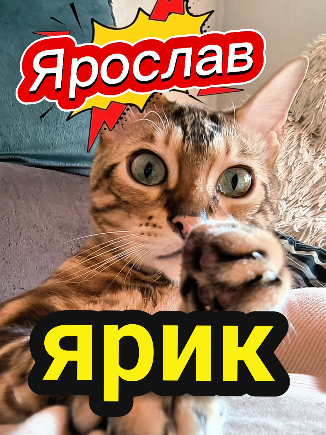 Ответ пользователю @syropov #стихиоткотов #озвучкаогоньваще #хитрыйкот🐈 #топчик 