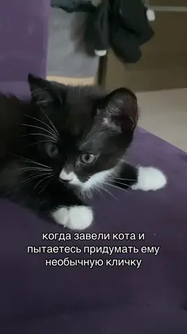 как назвать? #рекомендации #котёнок