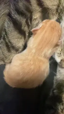 so funny!!!#cats #cute #funnycat #funny #funnyvideos