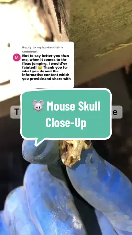 Replying to @mylezstandish Thank you so much for the kind words—we truly appreciate you being here. This client skipped service for just one month…and the result? A mouse skull and twelve catches in one visit. We don’t love using rodenticides, but sometimes it’s the only way to stop an infestation from spiraling. Every box we check, every hill we climb—it’s all part of restoring peace of mind. Thanks for being part of the journey. #SophiesPestSolutions #Oakland #California #Mice #PestControl