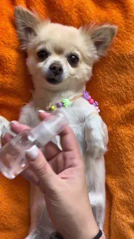 Shanya asmr / Dog spa day 💧🪮🧴🐾🖌️ #asmr #relaxing #dogspa #massage 