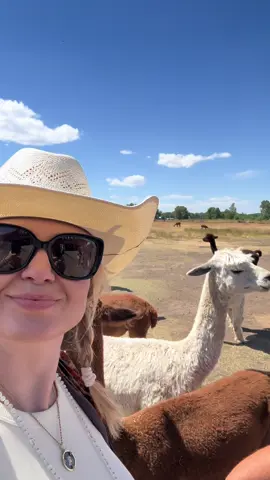 Alpacas of Montana didn’t dissapoint.  @alpacasofmontana 🦙 #alpacas #bozeman #alpacasoftiktok #alpacafarm 