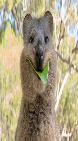 #quokka 