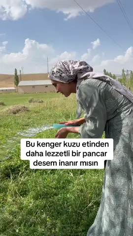 İlkbaharda, dağların zirvesinde kar hâlâ bembeyaz dururken, Hakkari’nin yükseklerinde gizli bir hazine toplanır: Kenger otu. Yöre halkının “kuzu etinden bile lezzetli” dediği bu özel ot, hem besleyici hem de damakta unutulmaz bir tat bırakır. Kar erimeden toplanmasının sebebi, o taptaze aromayı ve gevrek yapısını korumasıdır. 🌱 Kenger otu, sadece kavurmasıyla değil, yoğurt çorbasında ya da salamura halinde kış sofralarına taşınmasıyla da meşhurdur. Ben de bu güzelliği taptaze toplar toplamaz çiğ olarak dondurucuya attım ki kışın sofralarımızda da yerini alsın. ❄️ 🍳 Yumurtalı Kenger Kavurma Tarifi 	•	1 bağ kenger (ayıklanmış, yıkanmış) 	•	2-3 yemek kaşığı yağ 	•	1 çay kaşığı toz biber 	•	1 çay kaşığı pul biber 	•	1 çay kaşığı kekik 	•	Tuz 	•	2 yumurta Yapılışı: 	1.	Kengerleri ayıkladıktan sonra ince doğrayın. 	2.	Tavada yağı ısıtıp kengerleri ekleyin. 	3.	Üzerine baharatları ve tuzu ilave edip kavurun. 	4.	Kengerler hafif yumuşayınca yumurtaları kırıp karıştırın. 	5.	Sıcak sıcak, yanında taze ekmekle servis edin. Sizin yörede bu lezzet yetişiyor mu tadını bilenler yorumlara gelsin!