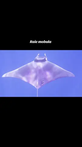 #sea #rai #submarin #mers #fyp 