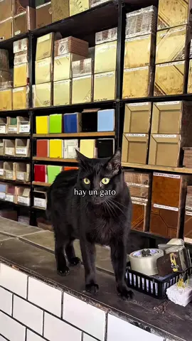 El ciclo más esperado del país está acá.  Hoy les traigo la historia de un empleado con más de 3 años de experiencia en venta de azulejos y mosaicos. Si sos un gato con oficio y querés que te entreviste, mandá a un humano a que me comente acá abajo en qué local puedo encontrarte. 🕵️‍♀️  🎥 @lulagentinetta