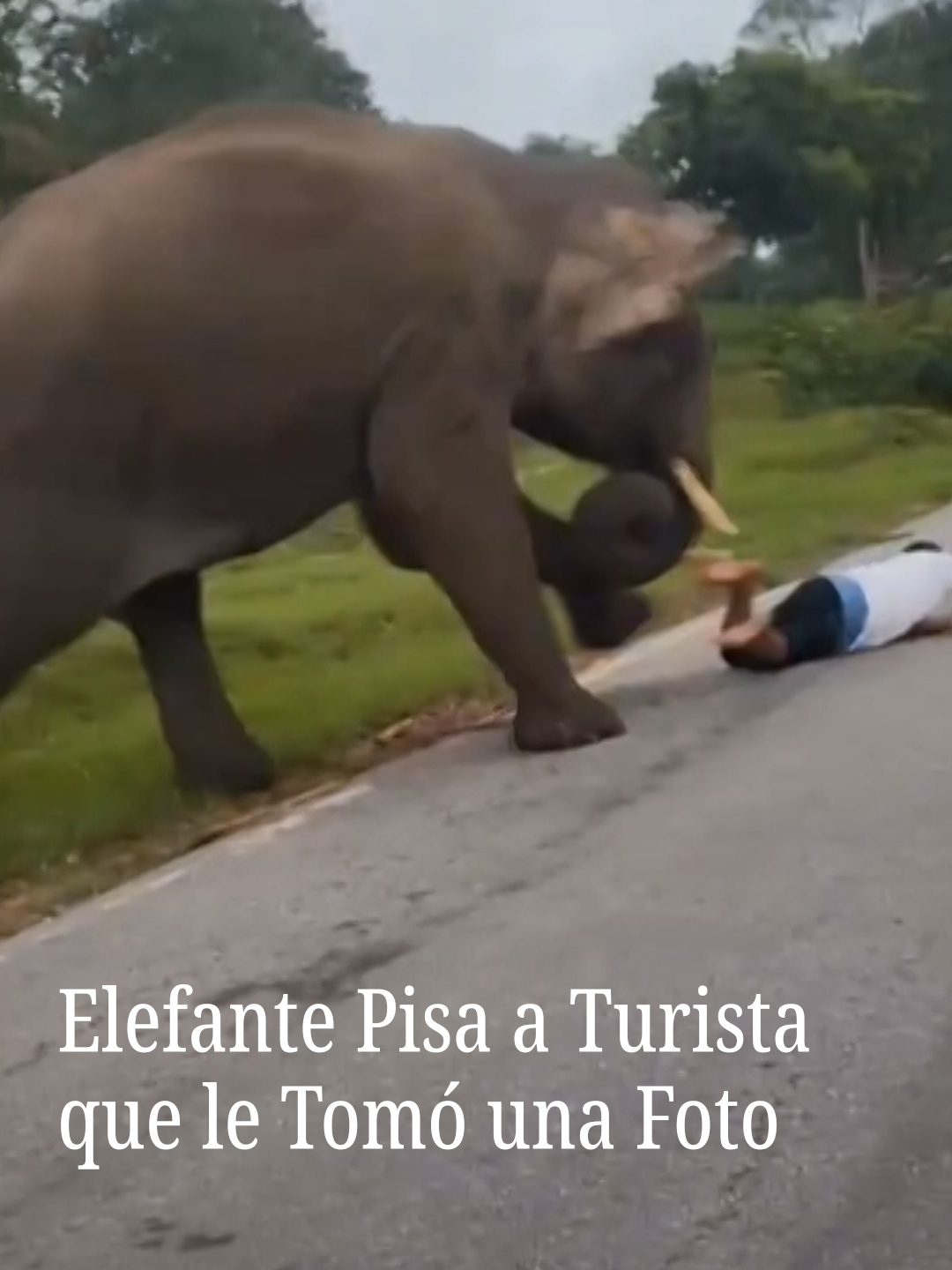 Pasajeros de un vehículo grabaron el momento en el que un turista fue pisado por un elefante. La víctima, identificada por las autoridades como R. Basavaraju, se bajó de un camión cerca del templo de Bankapur, Karnataka, en la India, para intentar tomarse una foto con el elefante. El hombre resbaló cuando era perseguido por el animal, que lo pisó y escapó. De acuerdo con las autoridades, Basavaraju se recuperó y recibió una multa de 25 mil rupias (equivalente a 5 mil 300 pesos). #Elefante #Animales