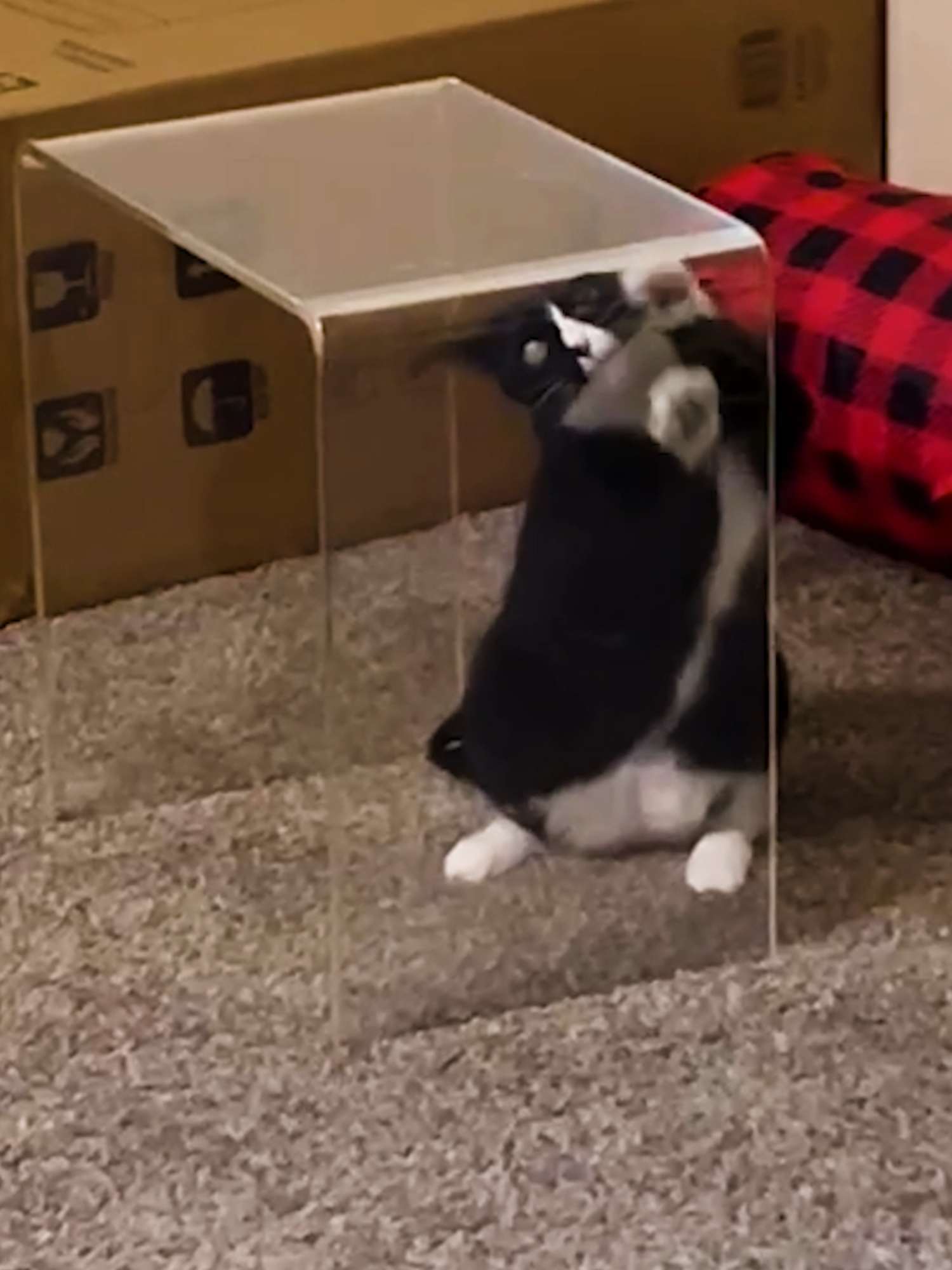 Let him out 😭 Licensed by ViralHog, filmed by Stephanie Lord #catjail #cats #catsoftiktok