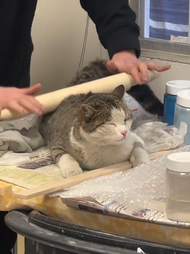 Quand les chats cherchent un peu d'attention #cute #pet #fyp #tiktokfrance🇨🇵 