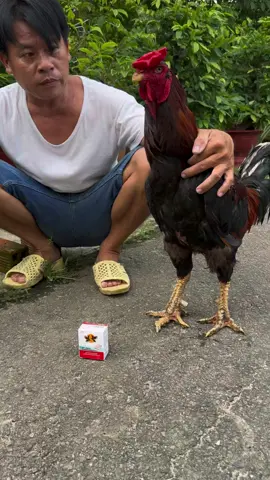 Cách xử lý gà bị tang nặng ,ké chậu , ké nước #bacsiga #thuoctritangchoga#benhvienga  