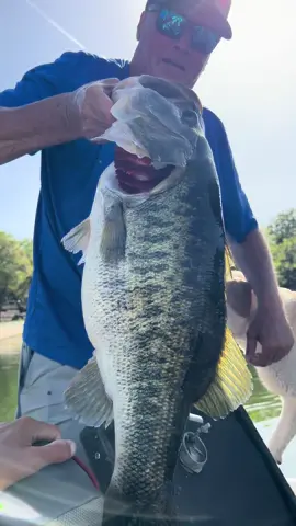 11 pound 4 ounce Possum Kingdom Lake giant!😱 I'm absolutely convinced this lake produces the prettiest bass on earth!🤷🏻‍♂️  #texas #bassfishing #vir #yellowdogtacklesupply #6thsensefishing 