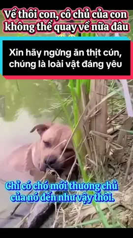 #pet #dogs #cunyeu #viralvideos #lovedogs 