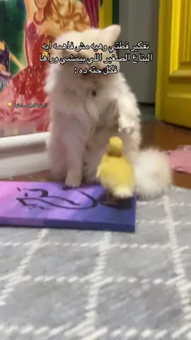 ‎#اكسبلور #اكسبلورexplore #اكسبلور_تيك_توك #من_تصميمي #من_تصويري #تصميمي #تصويري #حالات_واتس #حالات_واتس2021 #حالات_واتس_اب #حالات_واتساب #حالات_واتس_حزينه💔 #مصر #القاهرة #االيمن #البحرين #عمان🇴🇲 #الامارات #الاردن #السعودية #جده_الان