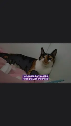 Gak susah kok,gk ribet juga buktinya aku bisa🥰 #fyp  #foryou  #catlover  #animals 