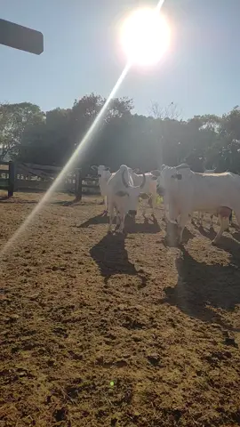 #agroetudo🌿🌾🌾🌾🌱🌱🐂🐂🐂 