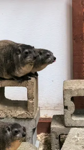 Some good old fashioned hyrax content for ya #hyrax #zoo #newengland 