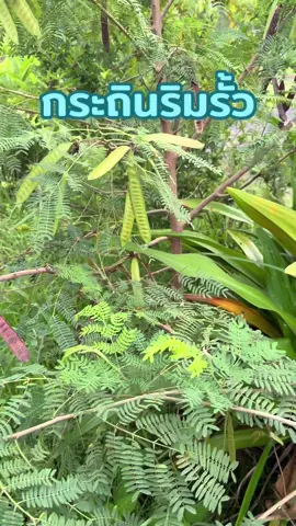 #กระถิน #ต้นกระถิน #กระถินริมรั้ว #ผัก #ผักเกิดเอง 