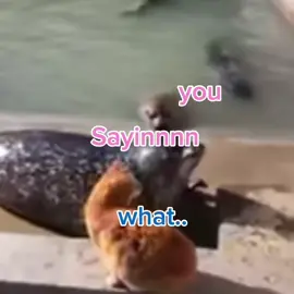 Here some seal vid🌹💗💋💋💋💋💋💋💋 (flop yukio yall)#fyp #fyppppppppppppppppppppppp #seals #fyppppppppppppppppppppppp #fyp 