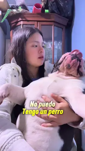 Sin él yo no voy 🥹❤️🐾 Nos unimos al trend no puedo tengo pero jajajaj 😂💖✨ #osoelbulldog #bulldogingles #bulldogtiktok #mascotas #perrostiktokers                                               