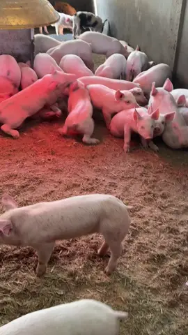 Pelea, pelea, pelea 🐷😂 