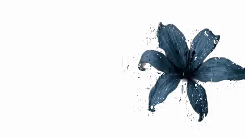 Anything#song #musik #growmyaccount #fyp 