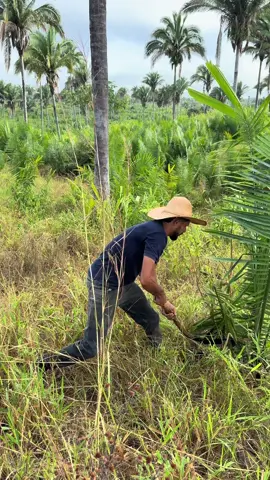 Cortana a Junqueira#