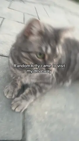 I hope I don’t get aids 🔥🔥it’s super cute #fyp #cats#trend #kitty#foryoupage 