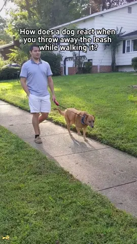 Throwing the leash,the dog’s reaction😆#olebrandselect #cutedog #cute #funny #usa🇺🇸 