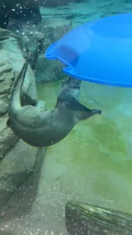 Literally the cutest thing ever 🦦❤️ #kanascity #zoo #otter 