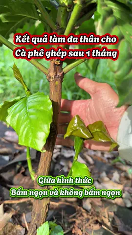 Kết quả sau một tháng bấm cành làm đa thân thả ngọn đối với cây cà phê ghép #laocapheghep #chamsoccaphe #toptrending #capheghepthientruong 