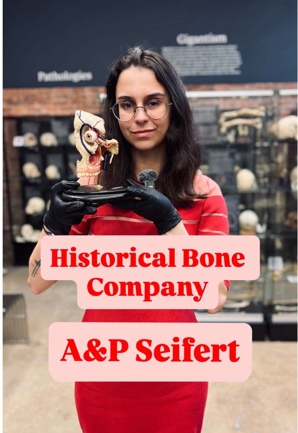 In the early 1900s, Berlin-based A&P Seifert crafted detailed medical anatomical preparations for universities, hospitals, and teaching collections. These intricate specimens, preserved with precision, bridged the gap between science and art, allowing generations of doctors and students to study human anatomy in remarkable detail. Today, they stand as rare reminders of a time when medical education relied on handcrafted preparations instead of digital models.