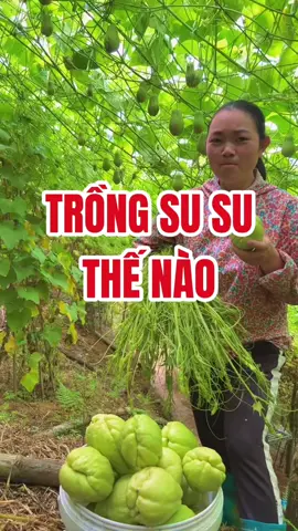 Đây là video e hướng dẫn về cách ươm và trồng su su. Nong các anh chị thả tim bình luận chia sẻ mạnh ạ. #quynhsusu #SuSuGiống #ruốc_cá_hồi #SuSuGiốngChấtLượng #GiốngSuSuChuẩn  @Quỳnh Su Su 