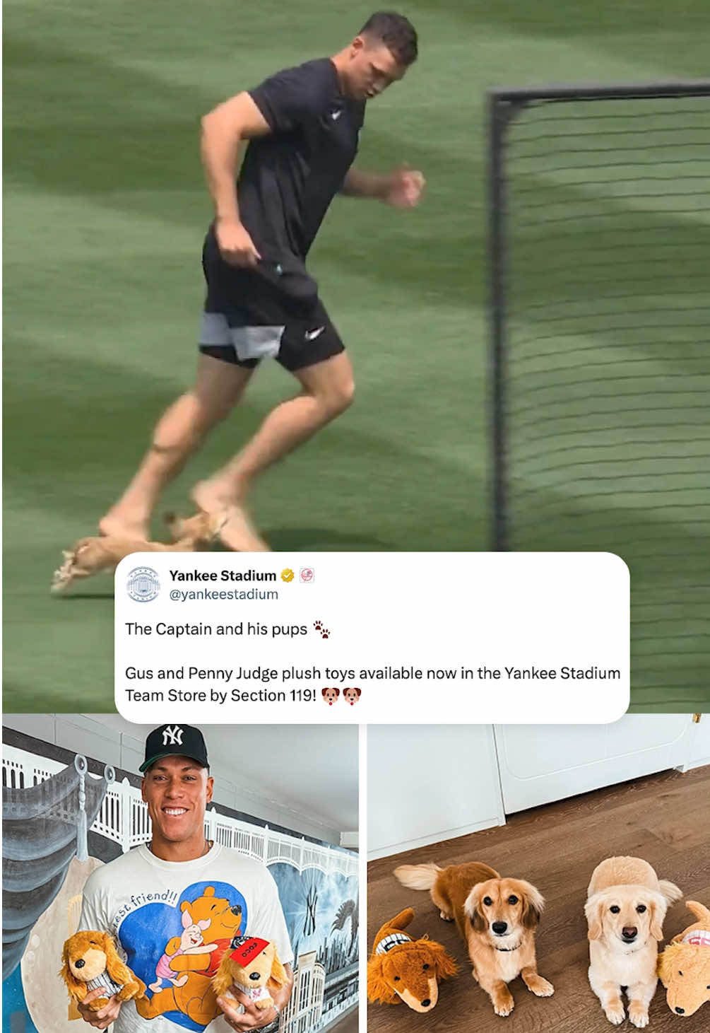 Yankee Stadium is selling Gus and Penny Judge plush toys 🥹 (via yankeestadium/X) #yankees #MLB #aaronjudge #dogs 