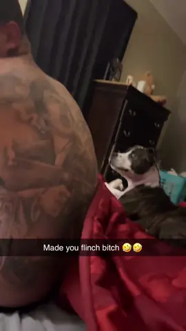 Your baby dog is angry, haha #dog #dogs #dogsoftiktok #funny #foryou #funnyvideos #funnyvideo #funnydog #cute #fyp #angry 