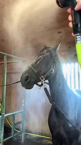 🧖‍♂️ #adultamateurequestrian #horse #smoothbrain 