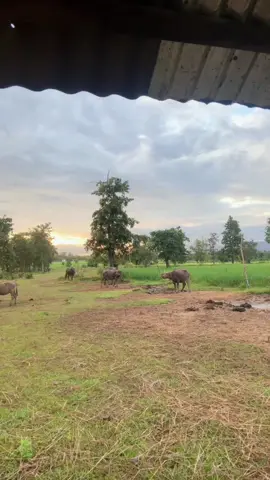 #fypシ ##ສາວລາວ🇱🇦 