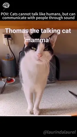 Cats cannot talk like humans, but can communicate with people through sound #cats #foryou #Clever cats #PetsOfTikTok #funnycats #fyp