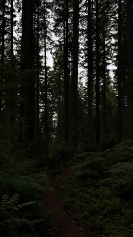🖤🌲            #naturephotography #nature #darkaesthetic #darknaturalism #darkaesthetic 