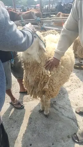 Jumbooo  Lelangan kontess hadir di Pasar pon AMBARAWA #peternakdombapetanicbai #magelang24jam 